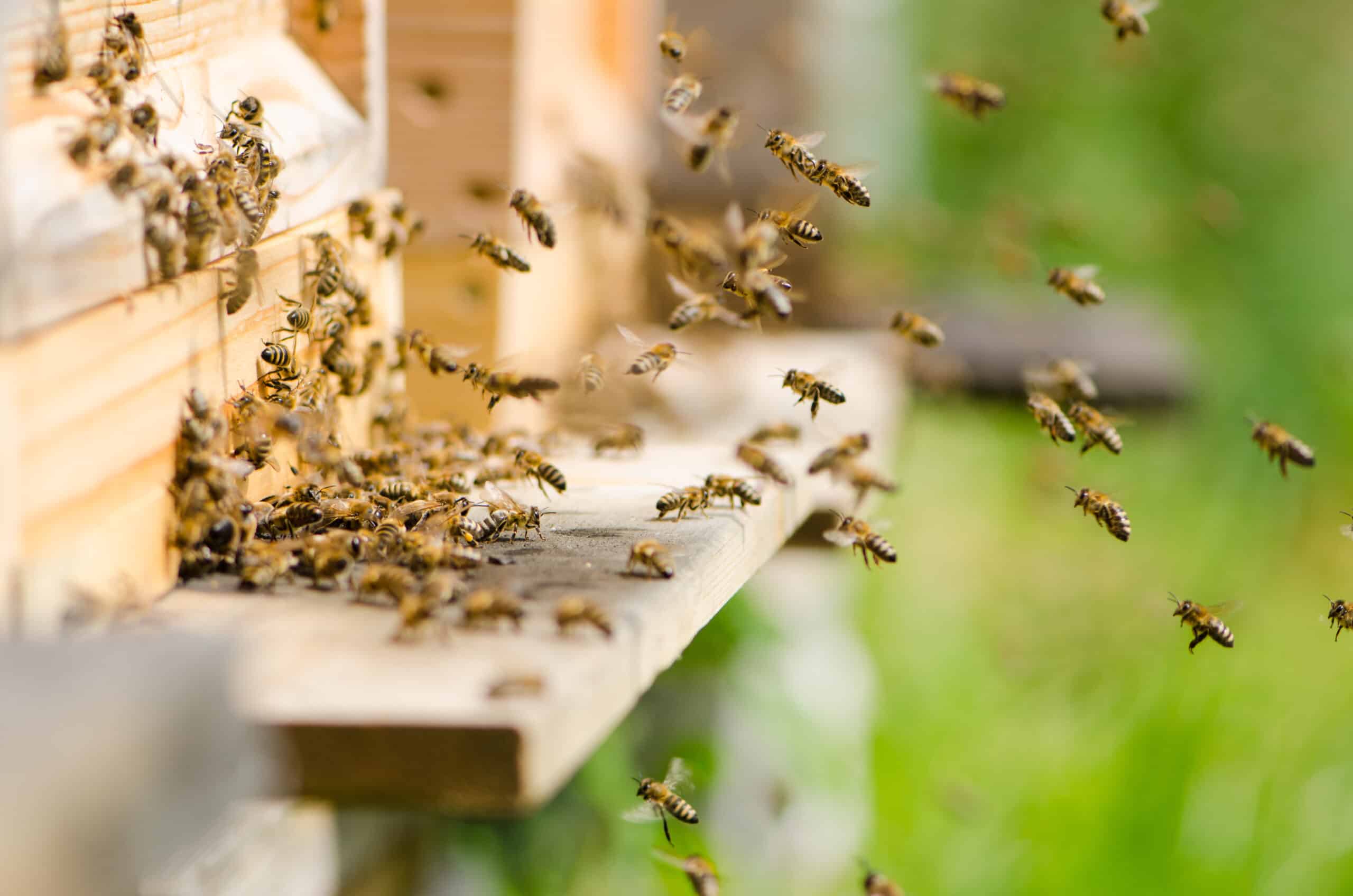 Patenschaft Bienen