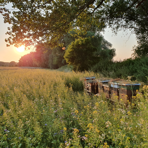 Wildblumenwiese mit Bienenstöcken, symbolisch für nachhaltige Bienenprojekte