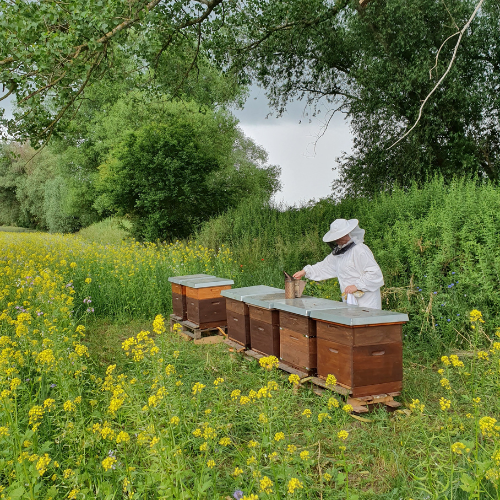 Imker arbeitet an Bienenstöcken auf einer Blumenwiese, symbolisch für Nachhaltigkeit