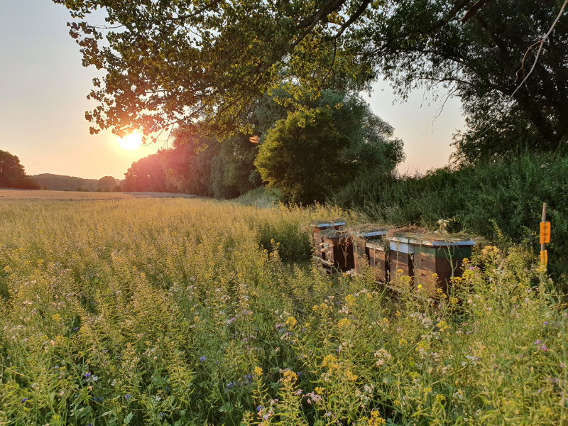 Landschaftsbild mit Bienenweide, symbolisch für Nachhaltigkeit